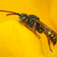 Sleeping Nomada Bee 